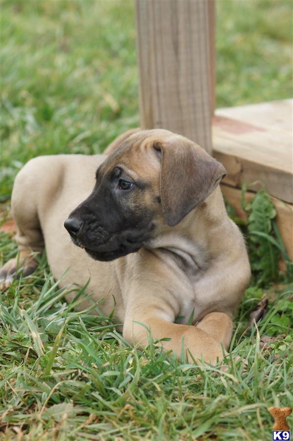 Puppies in SC